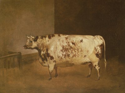 Shorthorn Cow by Unbekannt Unbekannt